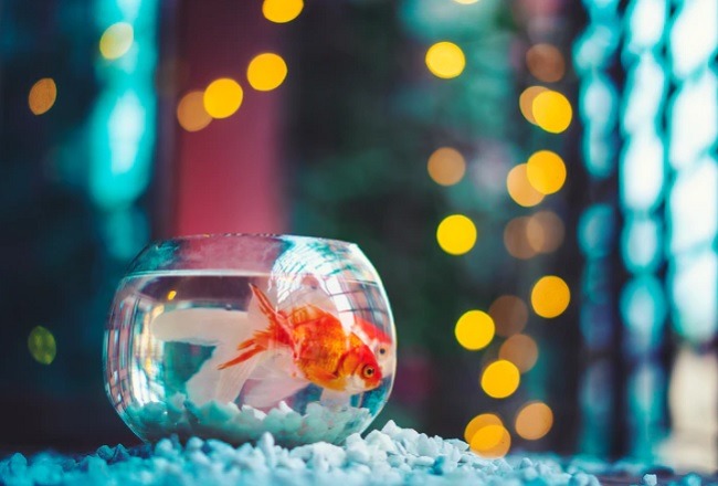 How To Increase A Short Attention Span Goldfish