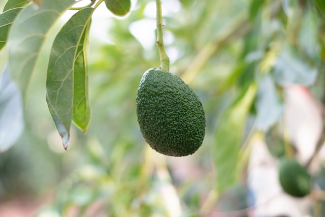 Food To Increase Productivity Avocados