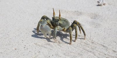 Crab Mentality